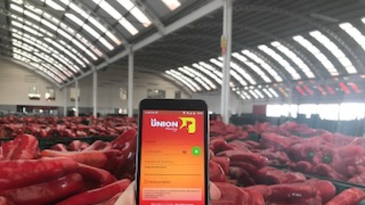 La Unión lanza una APP móvil para sus agricultores que les aporta datos en tiempo real de ventas y rentabilidad.