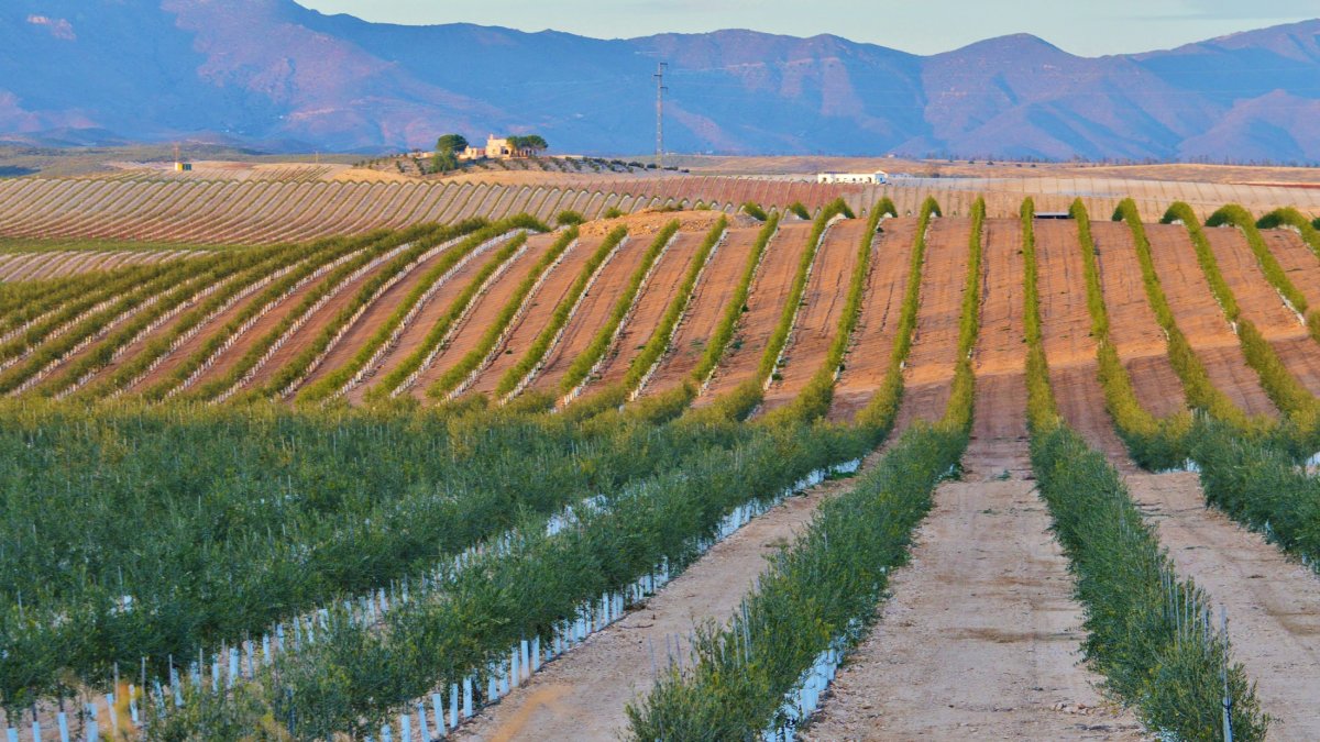 Imagen difundida por Acuíferos Vivos de un campo de olivos de regadío en la zona del campo de Tabernas.