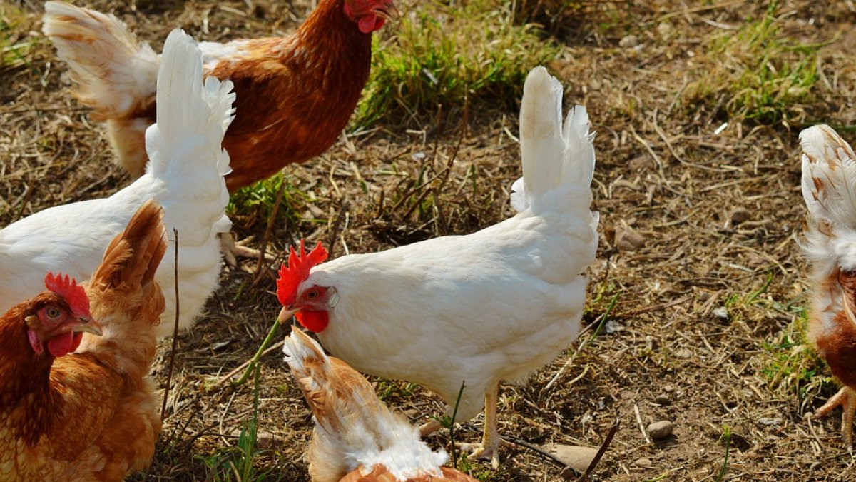 La tendencia de mercado parece clara: los consumidores demandan productos más sostenibles.