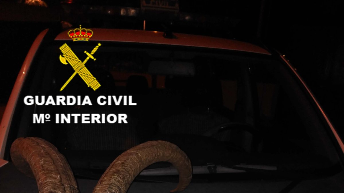 Cabeza de macho montés incautada por los agentes.