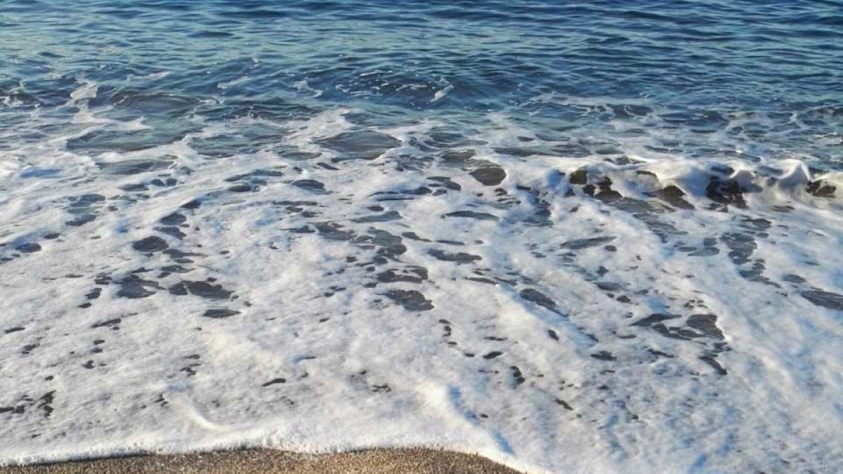 Un perro se acerca a la medusa.