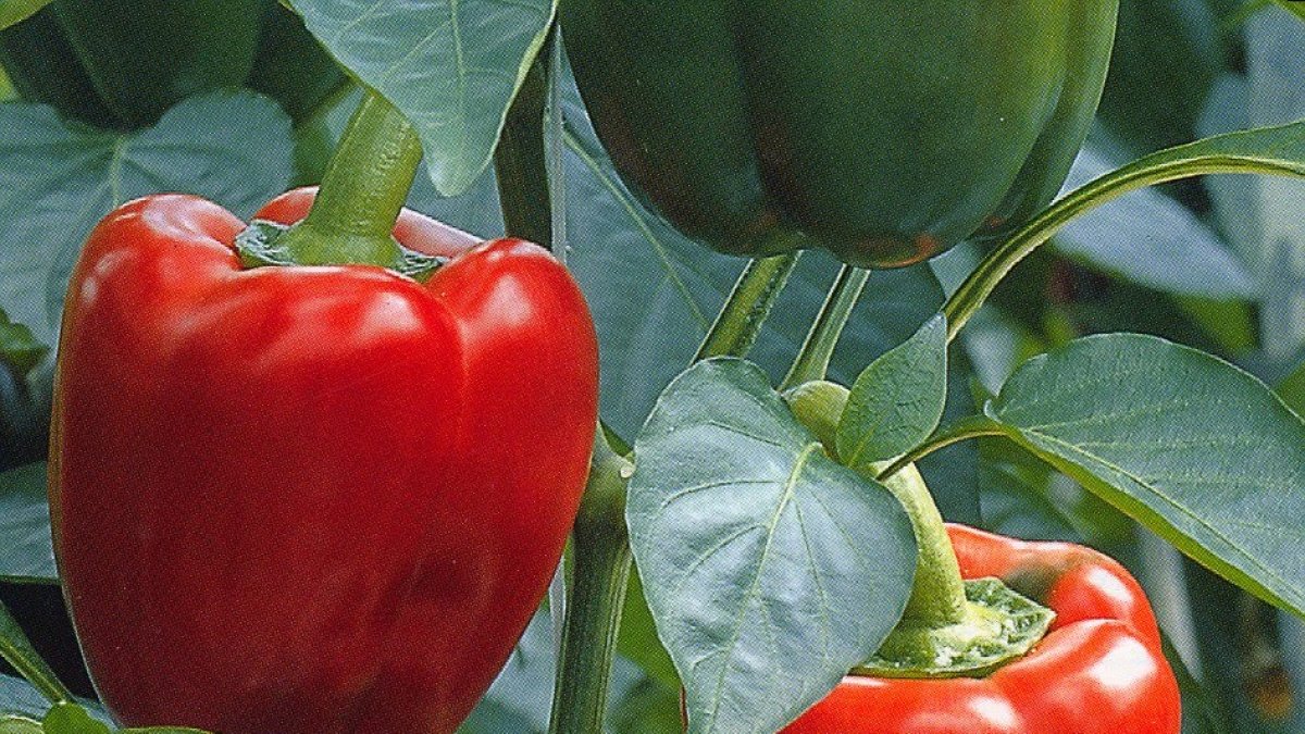 Imagen de un cultivo de pimiento California rojo en la provincia de Almería.