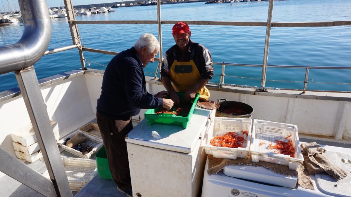 Antonio y Pedro separan los camarones según su tamaño.
