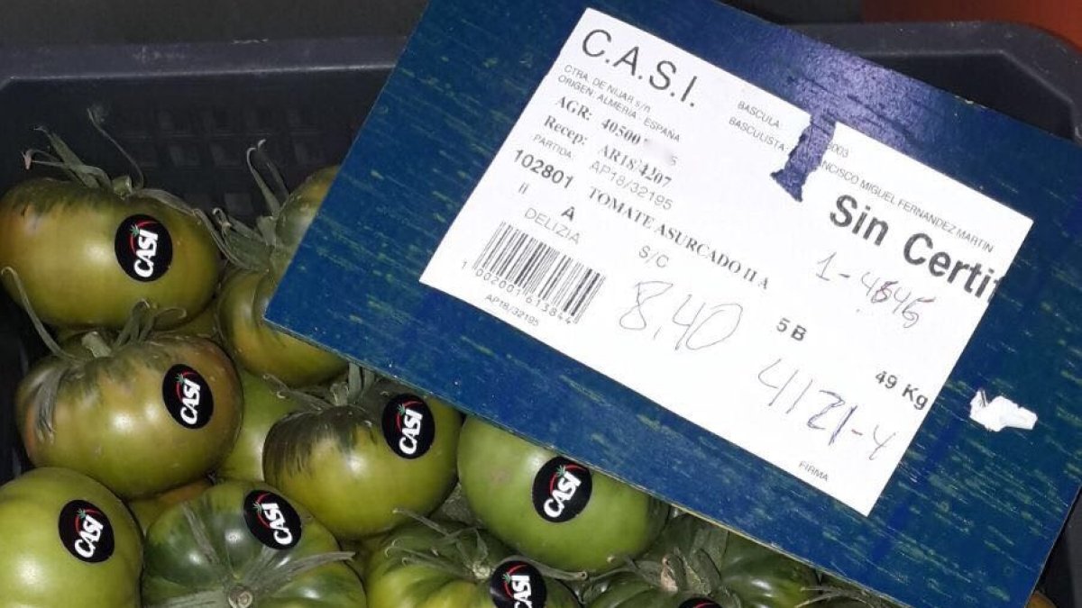 El tomate Raf ha iniciado su cotización a buen precio y el sábado en La Cañada saltó todos los registros