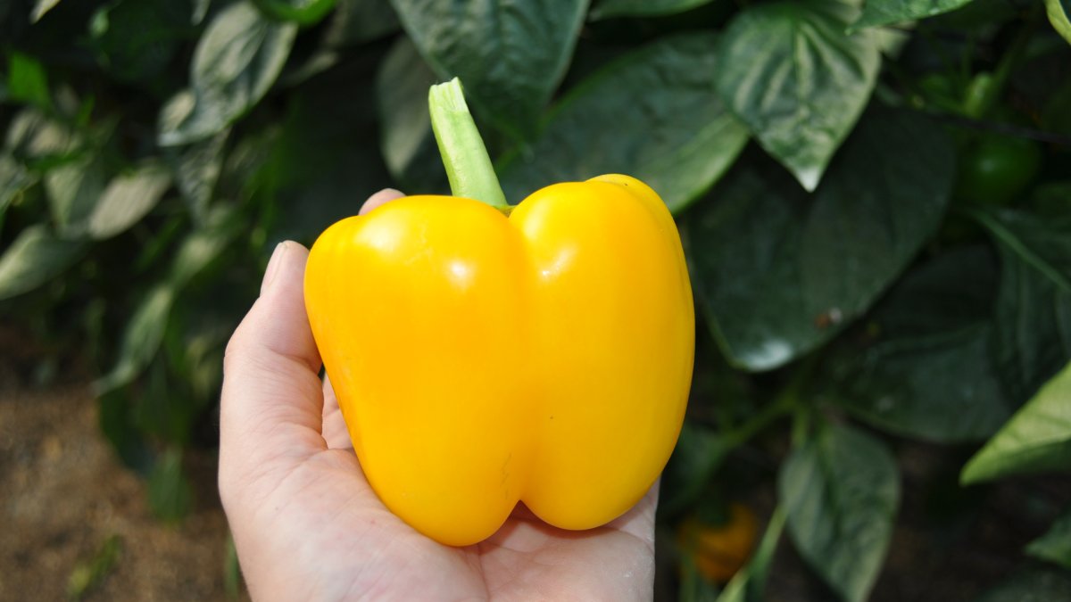 Pimiento california naranja.