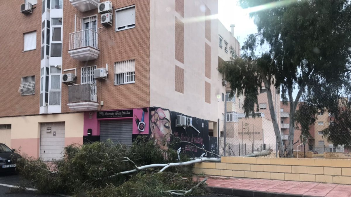 Árbol caído en la capital por el fuerte viento que ayer sufrió toda la provincia.