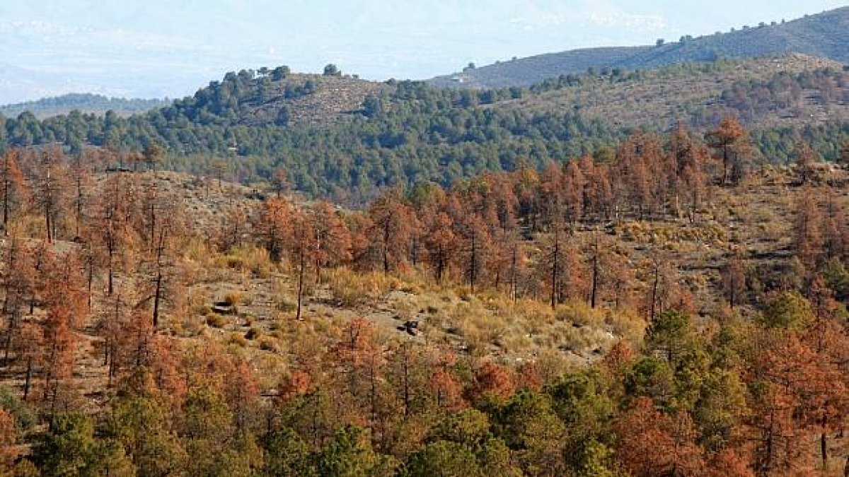 Pinos muertos por la plaga de insectos perforadores en la sierra de los Filabres.