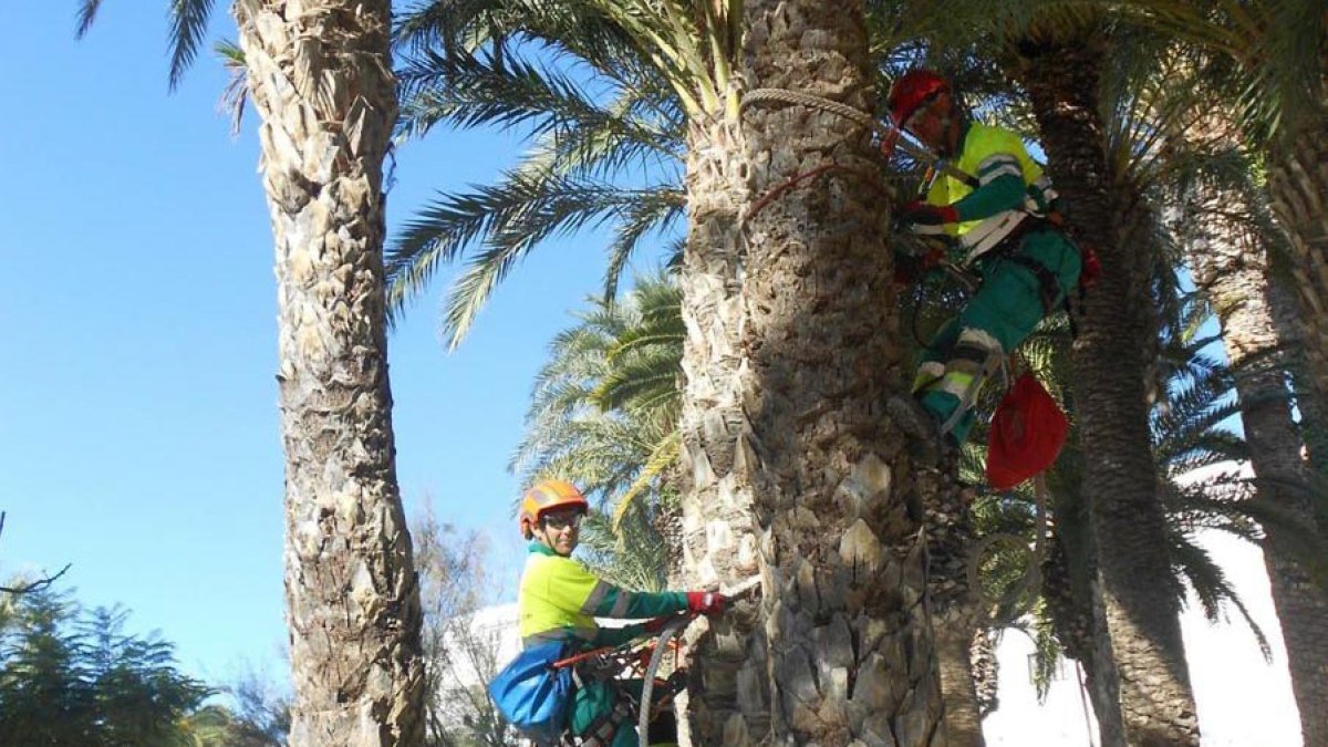 Trabajos de mantenimiento en las palmeras.