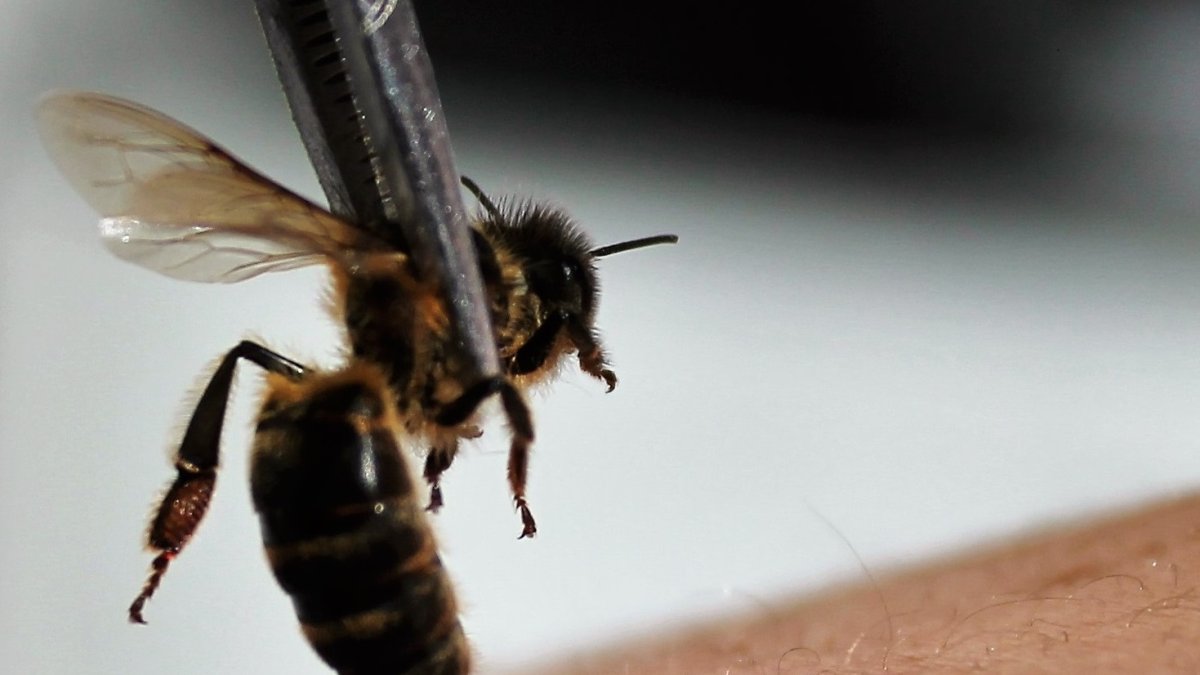 La Colmena Salvadora ahora también en la capital.