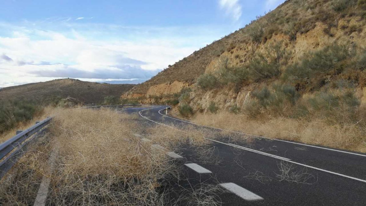 Una carretera del Almanzora con restos de matorral en la calzada.
