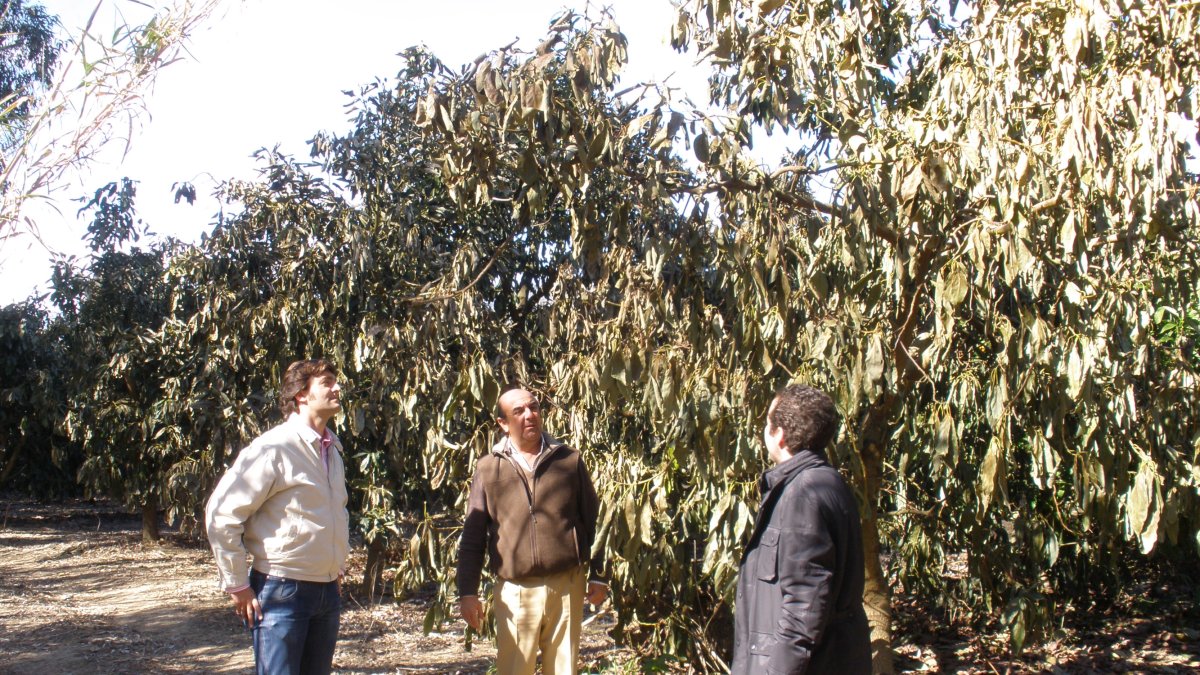 Una  de las escasas fincas de aguacates en la provincia de Almería.