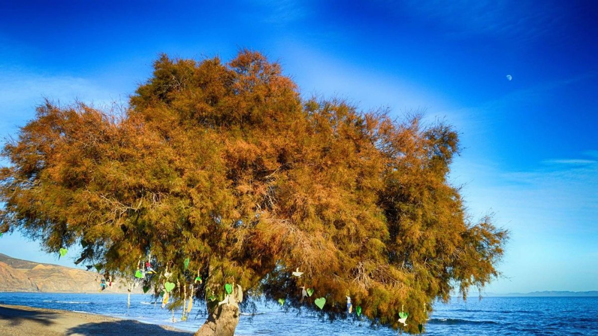 El Taray de Los Bajos, con los adornos en sus ramas y detalle de alguno de los deseos, en fotos de la Plataforma.