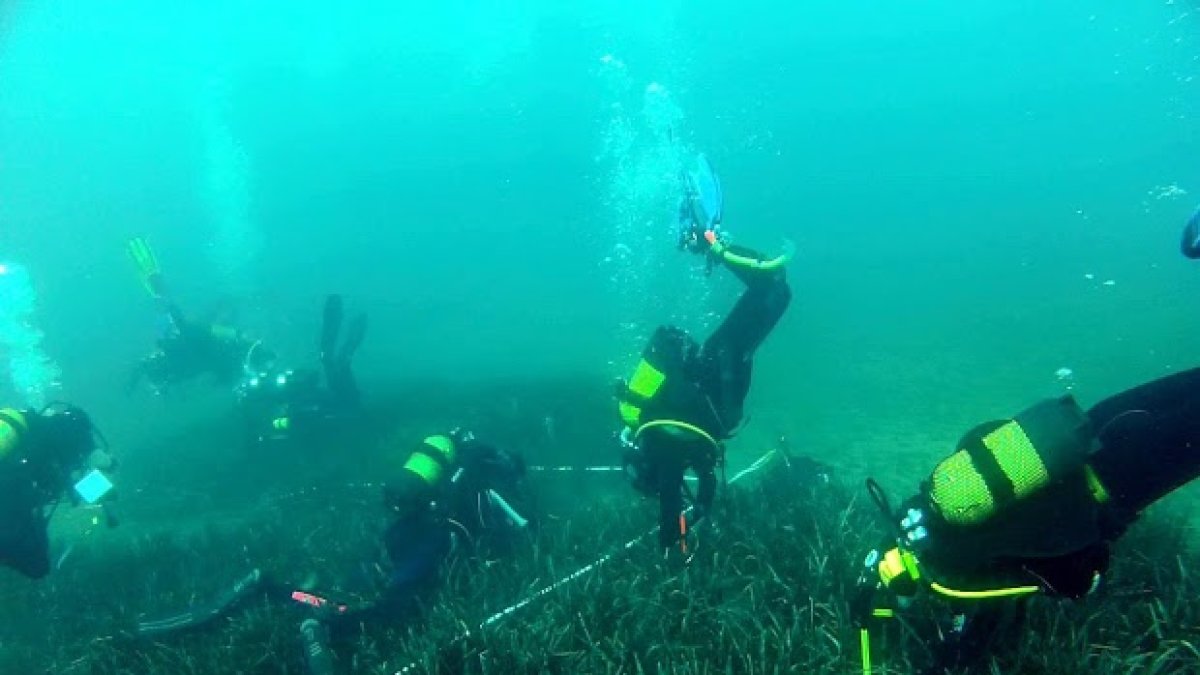Pradera de posidonia oceánica en el fondo marino de la provincia de Almería.
