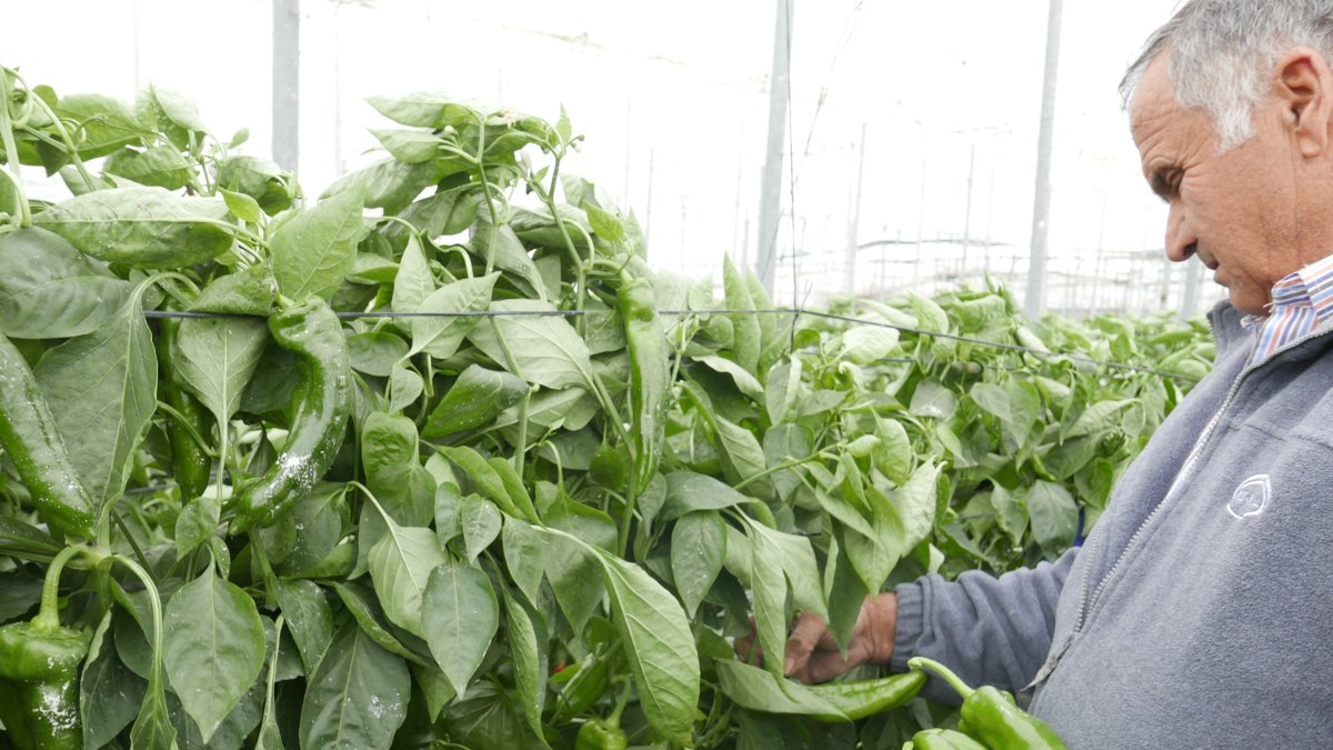 Un agricultor recoge su cosecha afectada.