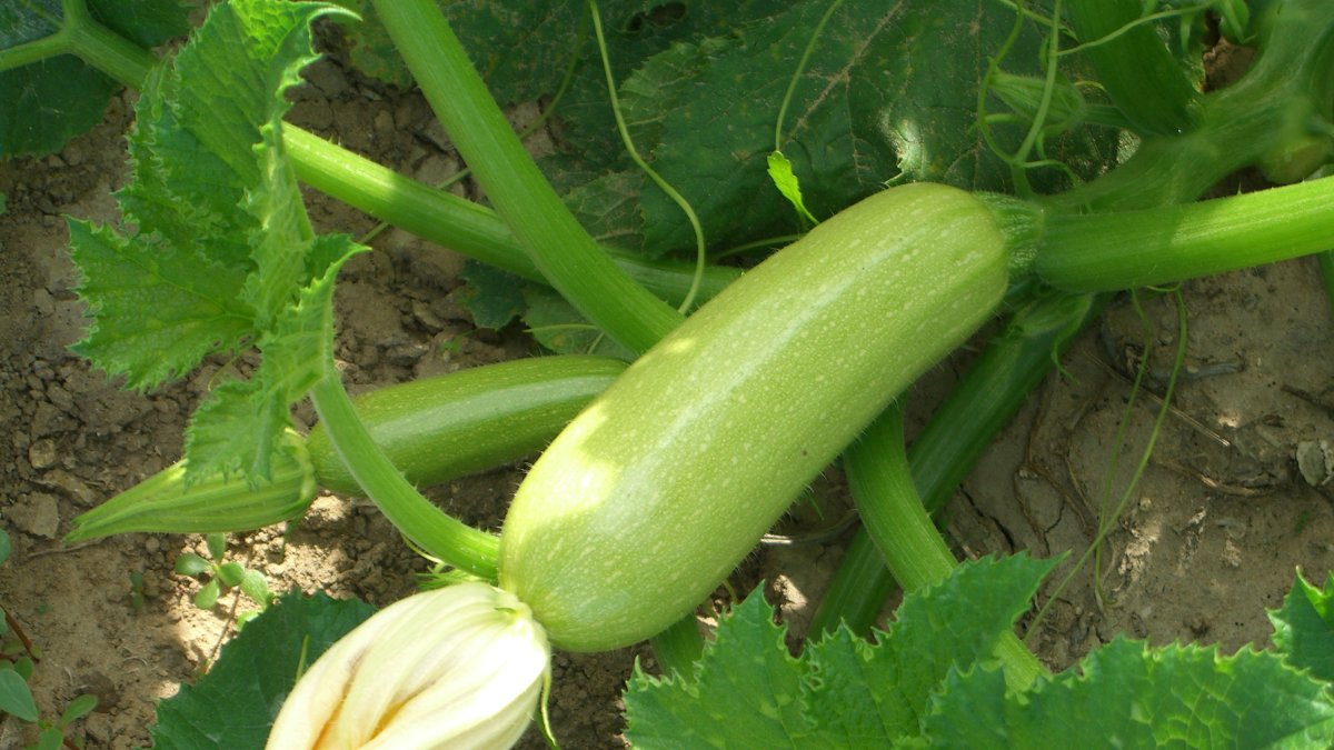 Calabacín, uno de los productos que más crecieron en ventas