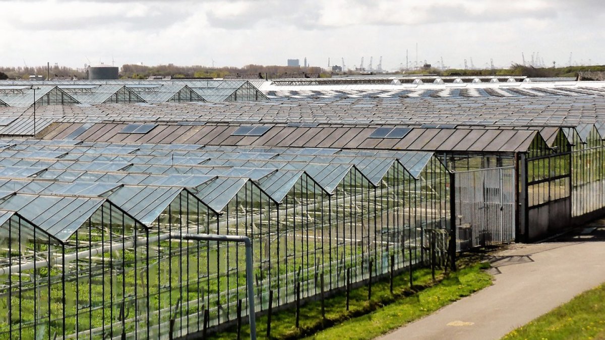 Imagen de una extensión de invernaderos de cristal en Westland, Holanda.