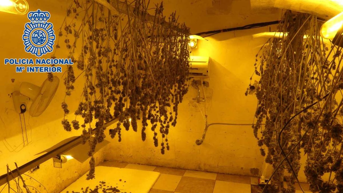 Imagen de la plantación en una vivienda de El Ejido.