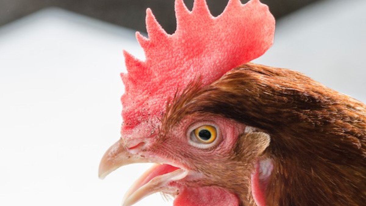 Se busca mejorar las condiciones de vida de las gallinas