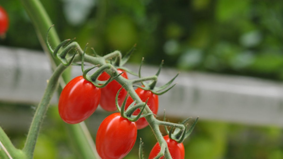 Imagen de archivo de un tomate cherry en un cultivo de la provincia almeriense.