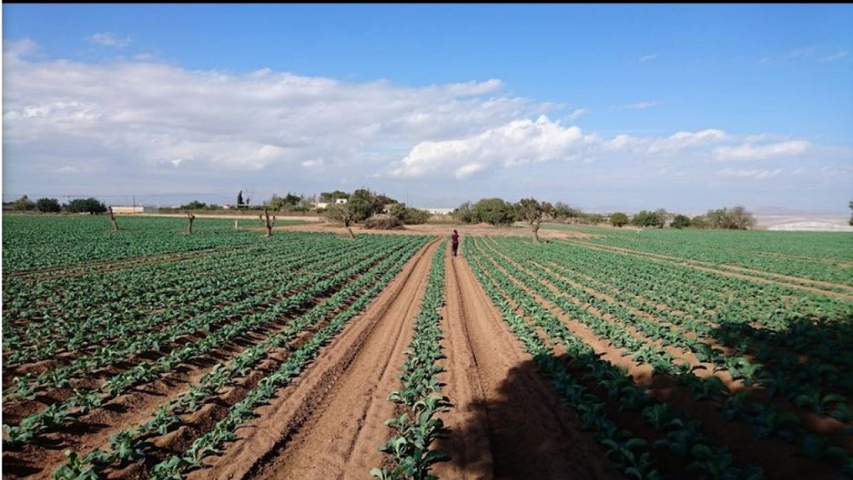 Campo de cultivo de hoja verde de Agromediterránea.