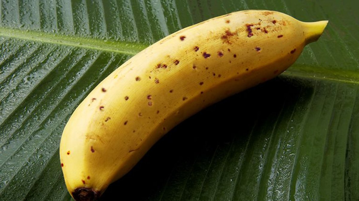 Un ejemplar de plátano, fruta muy popular en todo el mundo