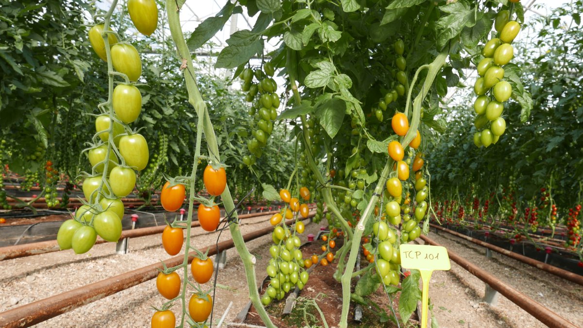 Cultivo de tomates cherry en la finca experimental UAL-ANECOOP.