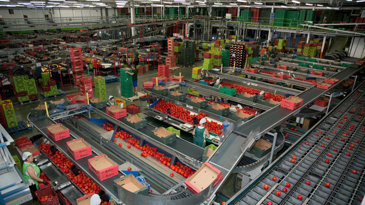 Lineal de confección y manipulado de unica Group, desde donde salen frutas y hortalizas a toda Europa.