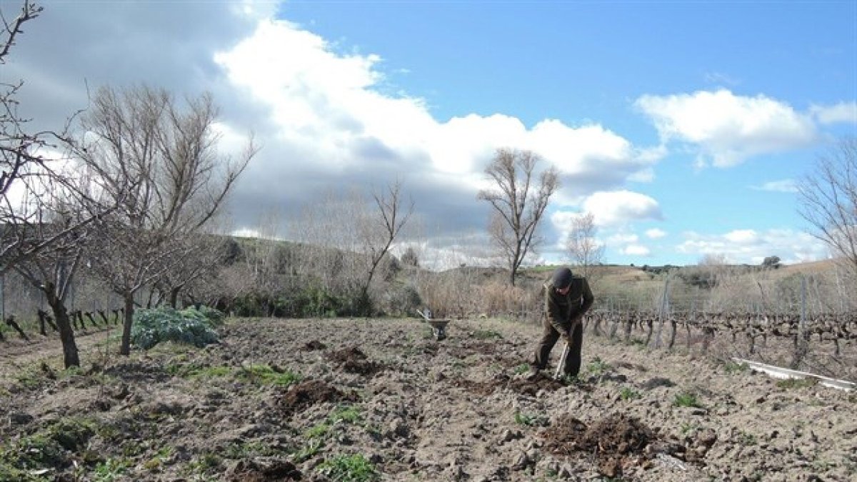 Habrá rebaja para conseguir el subsidio agrario.
