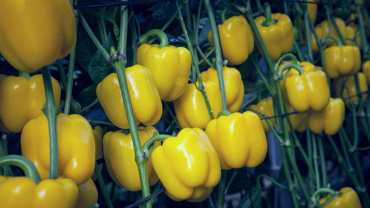 Pimiento california amarillo de la variedad Mikonos en invernadero.