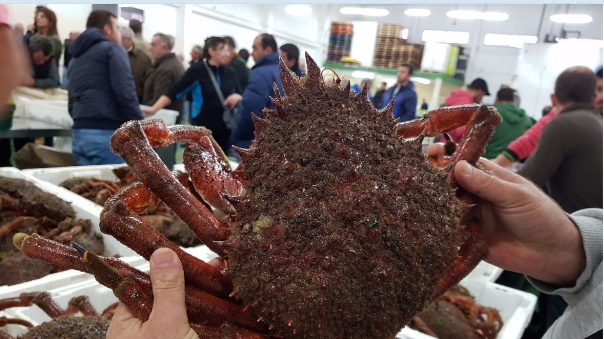 Un centollo de Lonjafresh en el puerto de Vigo.