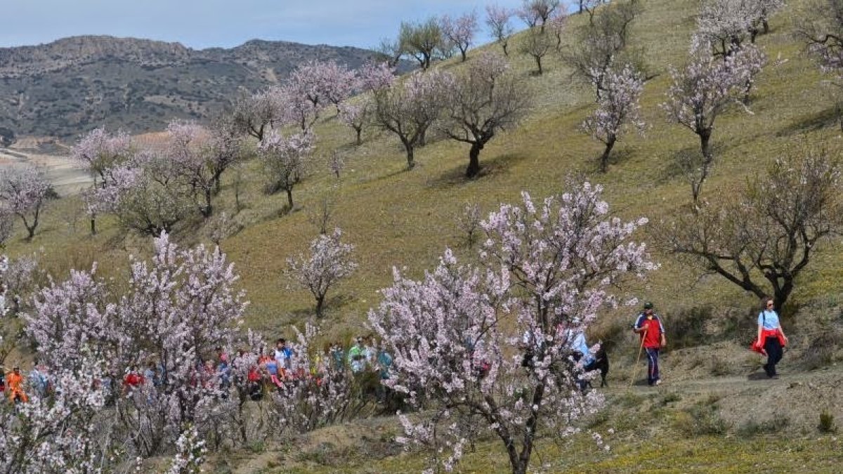 Participantes en una de las rutas de la flor de almendro celebrada en años anteriores.