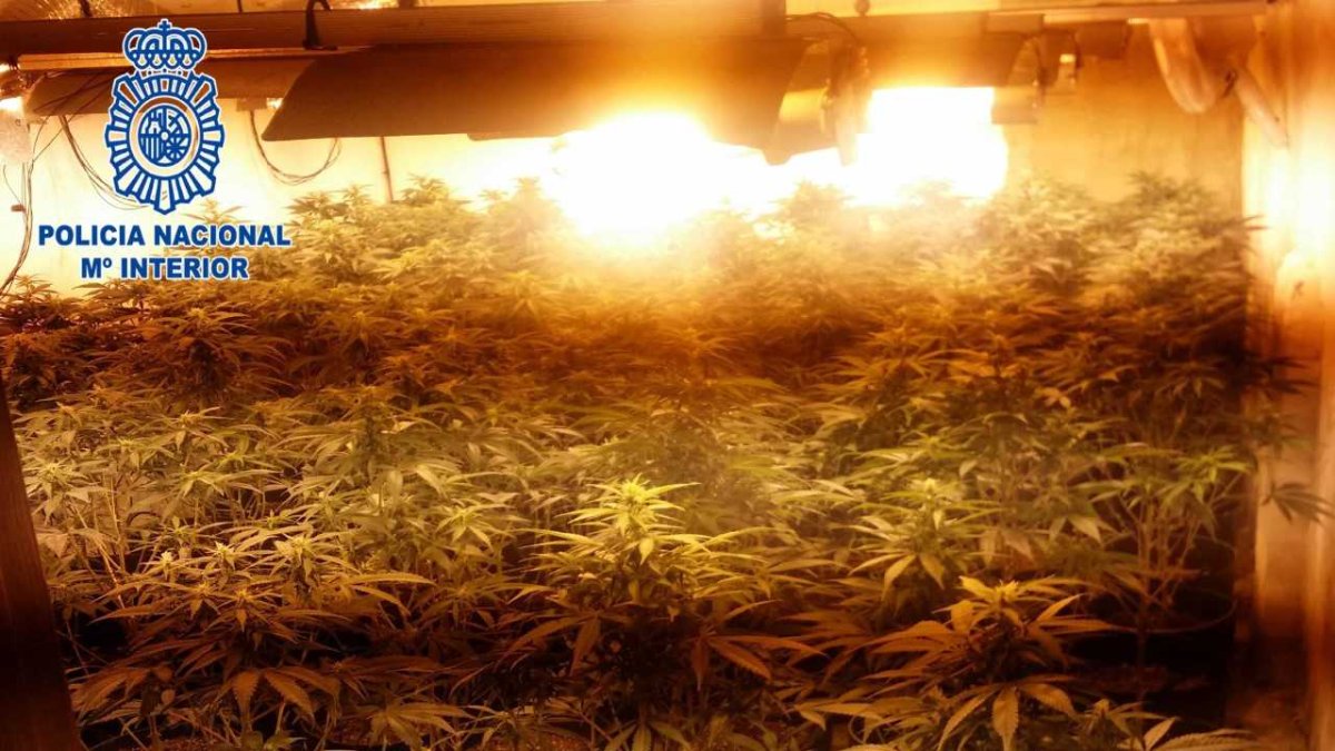 La Policía Nacional ha desmantelado tres plantaciones de marihuana en Almería.