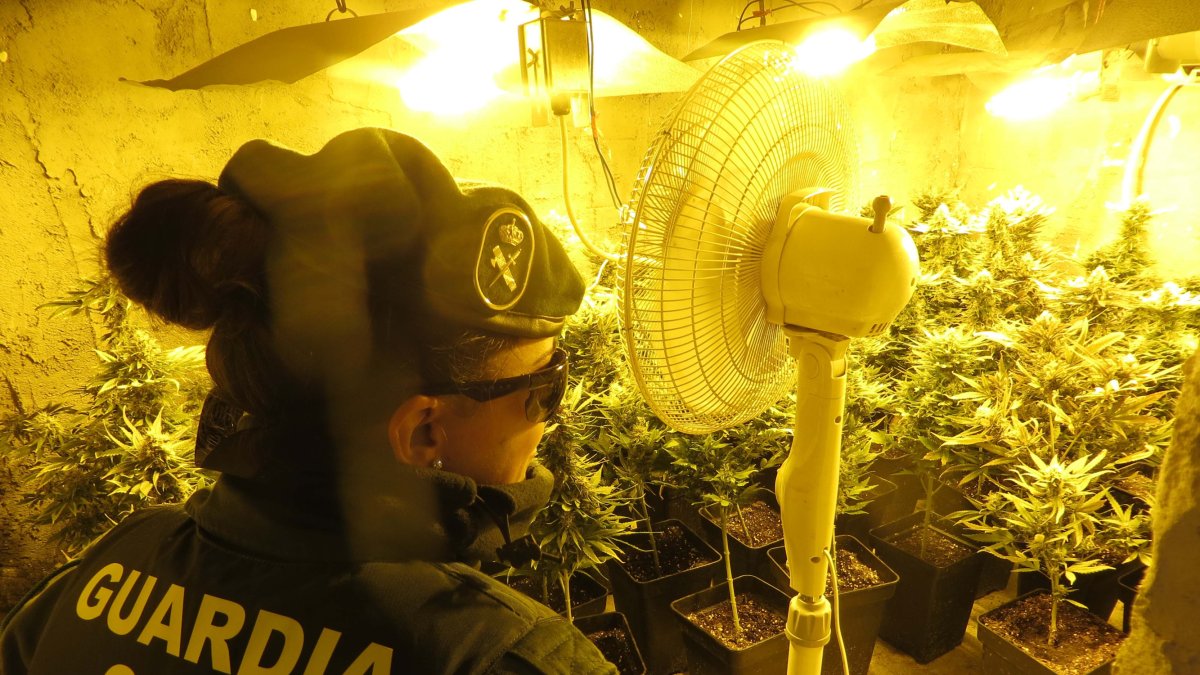 Plantación encontrada en Adra.