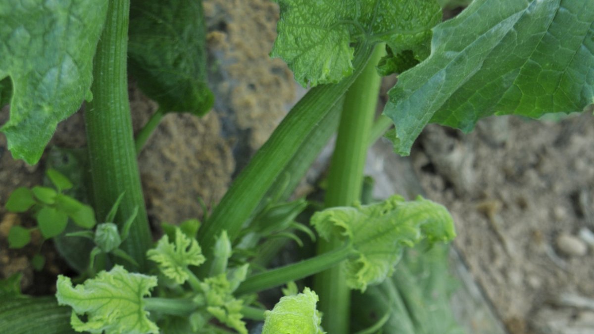 Imagen de un cultivo de calabacín en la provincia de Almería.