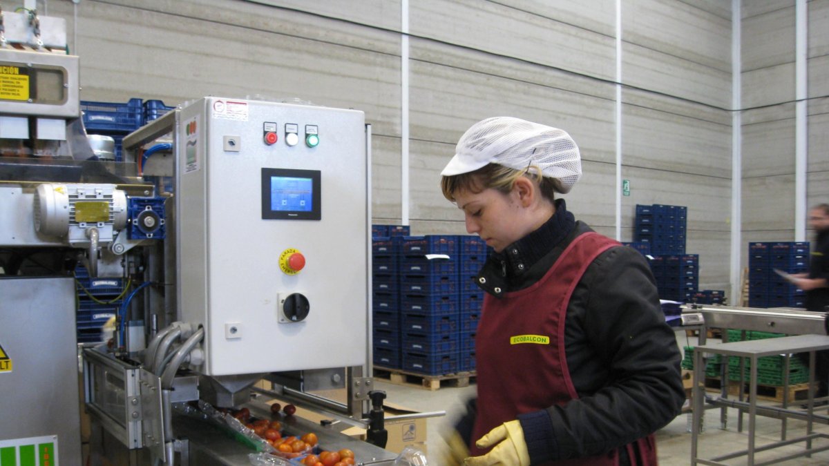 Producción de tomate cherry ecológico en un almacén de manipulado de la empresa Balcón de Níjar.