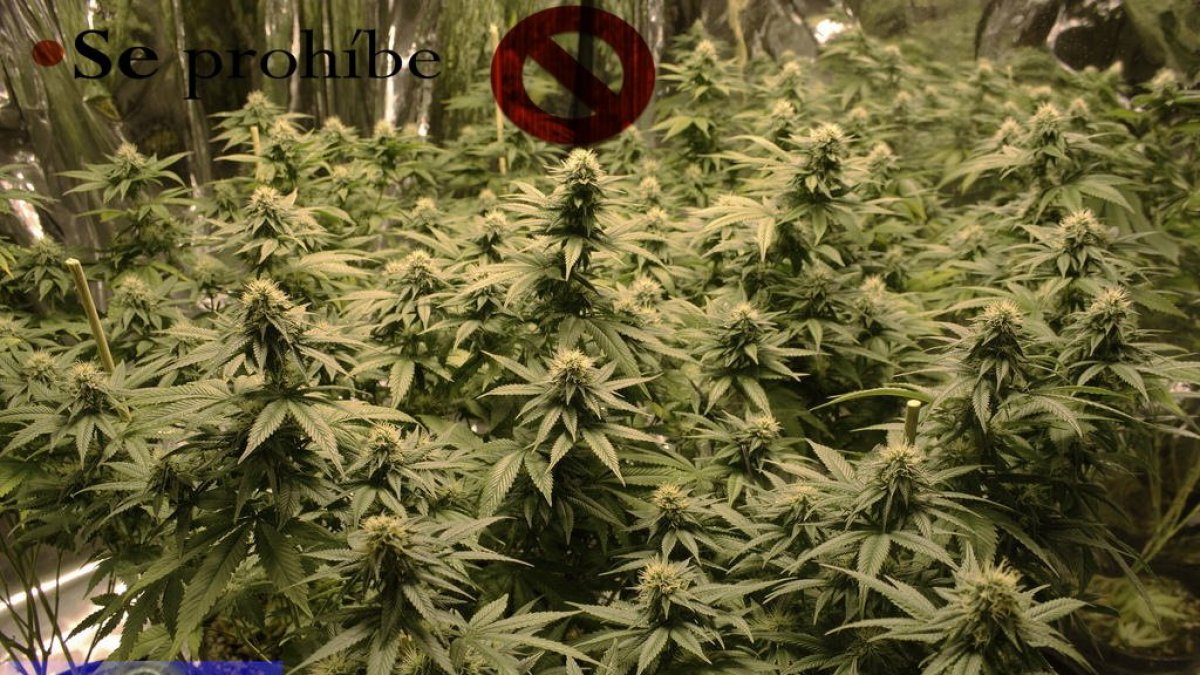 Plantas decomisadas por la Policía Local de Almería