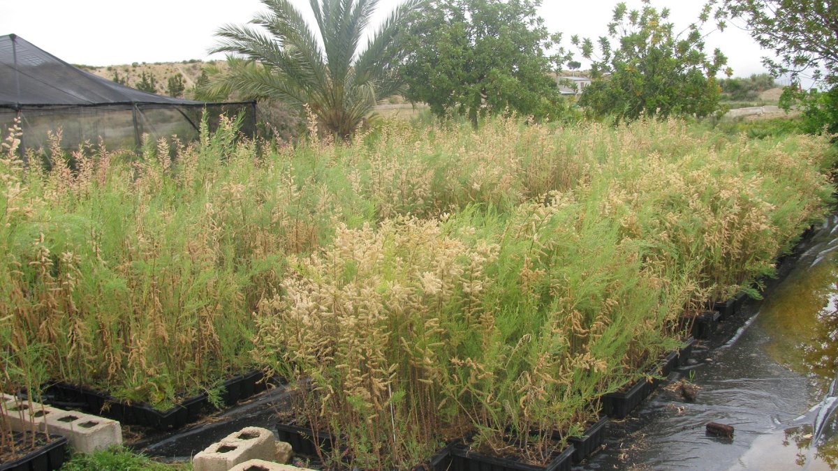 Especies plantadas en la ribera del río Aguas.