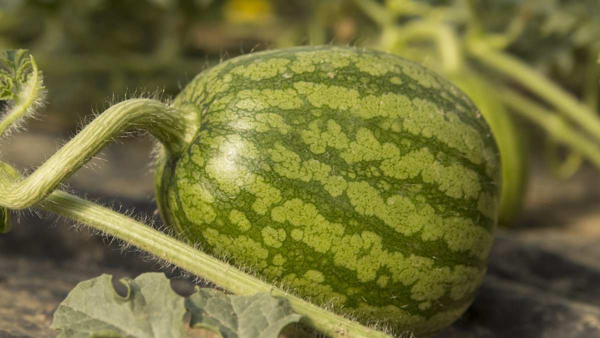 Sandía en crecimiento dentro de un invernadero.