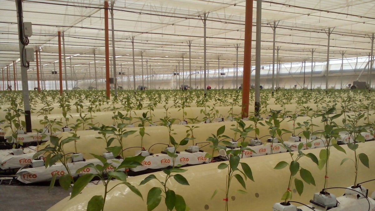 Invernadero de alta productividad en el Centro Tecnológico Tecnova.