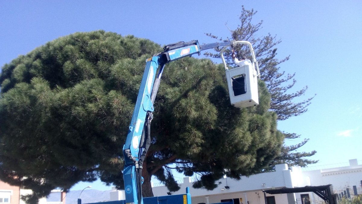 La empresa concesionaria de control de plagas en árboles trabaja en un ejemplar en Huércal de Almería