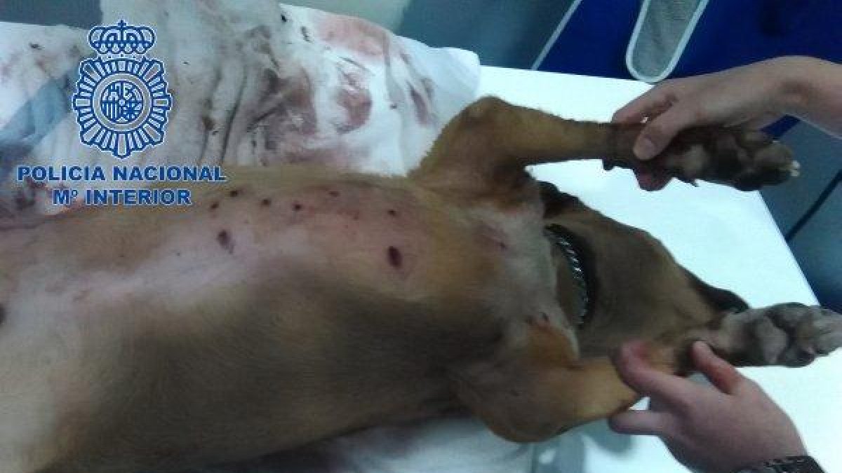 El perro falleció por los impactos de los perdigones