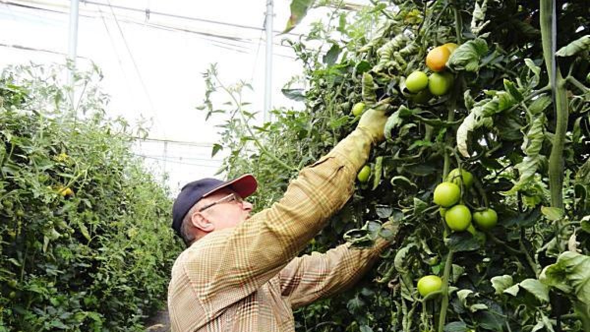Un productor cultivando tomate en el invernadero