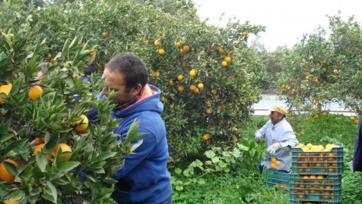 Según los agricultores, la sequía ha provocado la pérdida del 80% de las plantaciones de naranjos.