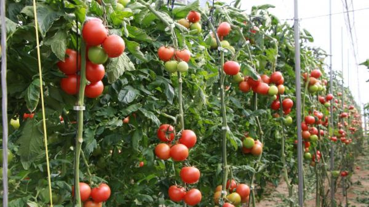 Asaja dice que la situación de bajos precios afecta a la totalidad de la producción.