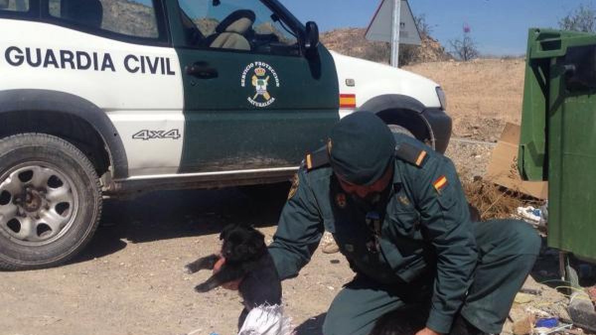 Cachorros encontrados por la Guardia Civil.