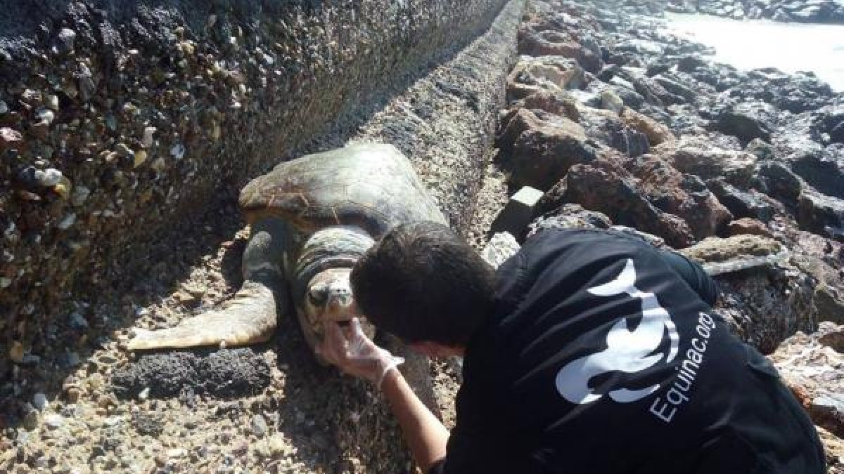 Ejemplar encontrado muerto en la playa de El Zapillo.