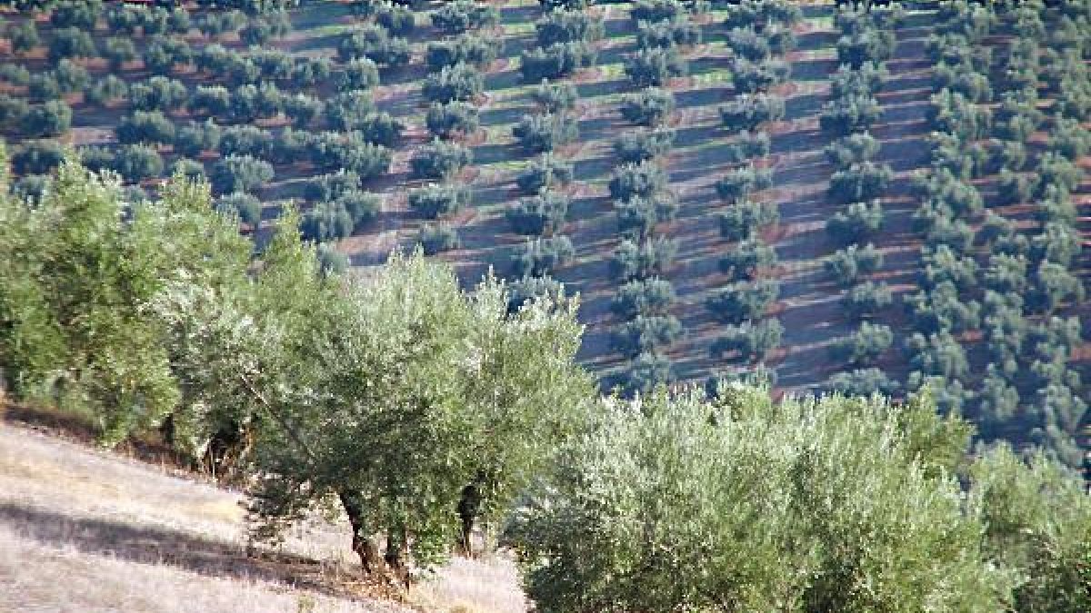 Los olivares no están afectados por la bacteria descubierta en Italia