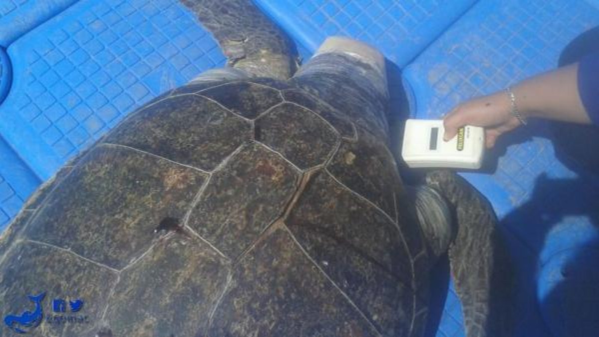 Comprobando si la tortuga tenía chip identificador.