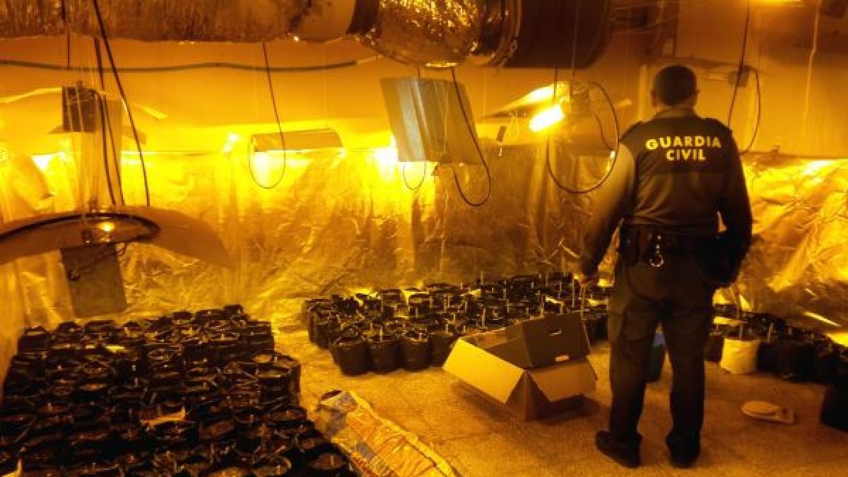 La Guardia Civil encontró en la vivienda 368 plantas de marihuana.