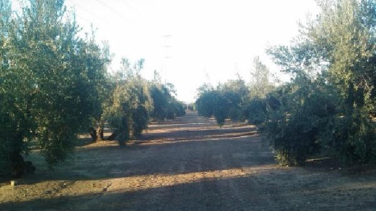 El olivar andaluz, a salvo de esta plaga bacteriana